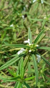 Close-up of a green plant with elongated leaves and small white flowers, known as 'Thumba' (scientifically named 'Leucas aspera').